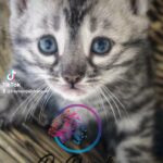REDUCED TICA Pedigree Bengal Kittens in Torbay