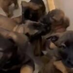 Belgian Malinois X Dutch Herder Pups - Fully Health Tested Parents in Corby