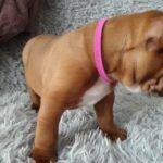 English x French bulldog in Kingston upon Hull