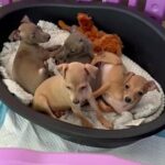 Italian greyhound in Liverpool