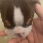 Olde Tyne English Bulldog in South Tyneside