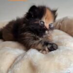 Tortie female available now in Oxford