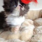 Black and white exotic long haired persian available in Oxford
