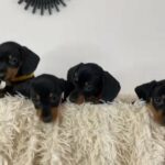 MINIATURE SMOOTH COAT DACHSHUND PRA CLEAR BABIES in Dudley
