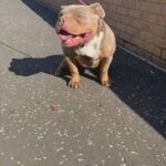 Odin in North Lanarkshire