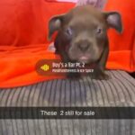 American Micro Bully’s in Fife