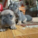 french bulldog in Cheshire West and Chester