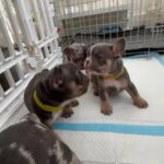 ONLY 2 LEFT! REDUCED! KC REG FRENCHBULLDOG PUP FOR SALE X in London