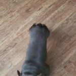 Stitch KC Registered French Bulldog for Sale in Birmingham