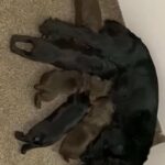 excellent pedigree working cocker spaniel pups in Exeter