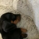 Dachund Puppies in Cheshire West and Chester
