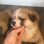 2 beautiful Japanese Akita Inu available in Fife