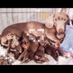 READY NOW Beautiful Miniature dachshund puppies in Birmingham