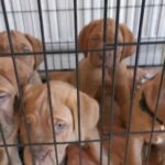 Dogue de bordeaux in Craigavon