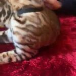 ?SHOW QUALITY PEDIGREE GLITTER GENE PURE BENGAL CHAMPIONS IN BLOODLINE! ? in Birmingham