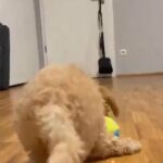 Miniature Maltipoo puppies in London