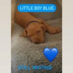 Last Boy Blue Ready To Leave 8.5 Weeks 6.5kg in South Lanarkshire