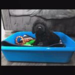 labradoodles ready to go. in London