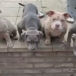 Gorilla Bloodline Boy Pocket Bully in Leicester