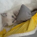Scottish Straight Kittens in Aberdeenshire