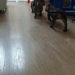 Miniature Dapple Dachshunds in London