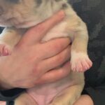 female xl bullys in Aberdeenshire