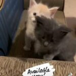 Maine Coon Kittens in London
