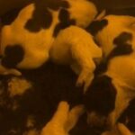 Springer Spaniel Puppies in Nottingham