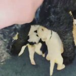 8 pups still available in Somerset