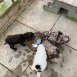 REDUCED…Gorgeous Australian Labradoodles in Wrexham