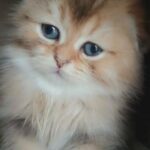 Scottish fold kitten in Manchester