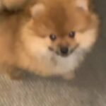teddy bear fluffy small Pomeranian in London