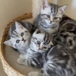 Purest breed Scottish fold and Scottish straight kittens in London