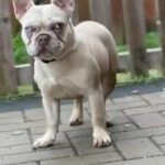 Merle Female French Bulldog in Leicester