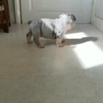 English Bulldog Puppy in Rotherham