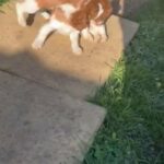 Cavalier King Charles Puppy’s in Hertfordshire