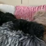 F1 Cavapoo Teddy Bears in Southampton