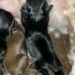4 Beautiful Shihtzu Puppies in Manchester