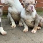 American Pocket Bully Puppies in Birmingham