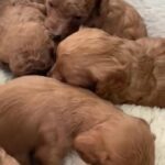 F1b Toy Cavapoos. in Portsmouth