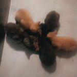 Bengal crossed British shorthair Kittens in Sheffield