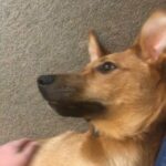 Louie (Border collie x New Zealand Huntaway pup) in London