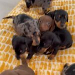 MALES miniatures smooth hair dachshund in Bristol