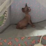 sphynx kittens in Liverpool