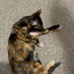 Beautiful Kittens For Sale in County Durham