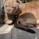 Pocket Bully Pups in Manchester