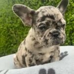 Female Merel French Bulldog in Rotherham