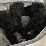toy poodle pups in Aberdeenshire