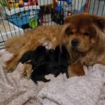 Chow Chow Puppies in Blackburn with Darwen