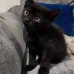 One Beautiful Black Tabby Kitten in County Durham